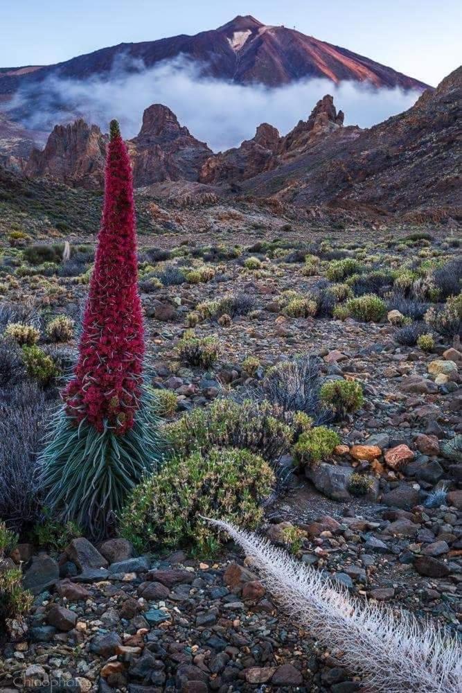 Ma Petite Folie Tenerife Santa Cruz de Tenerife Exterior foto